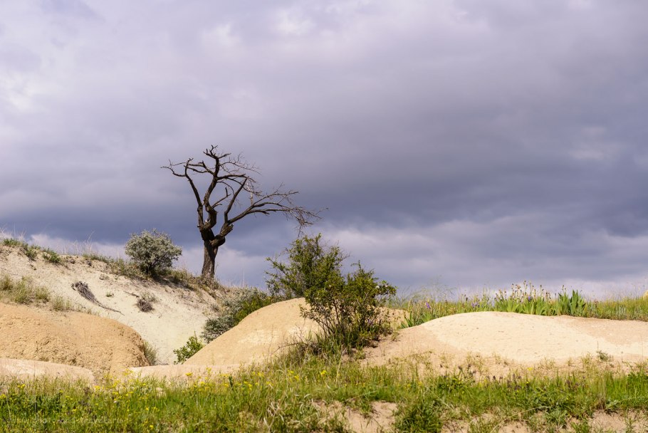 Армянский дерево Анчар