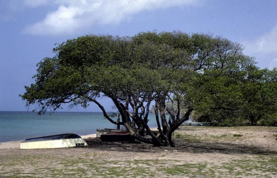 Эндемик пустыни Намиб баобаб