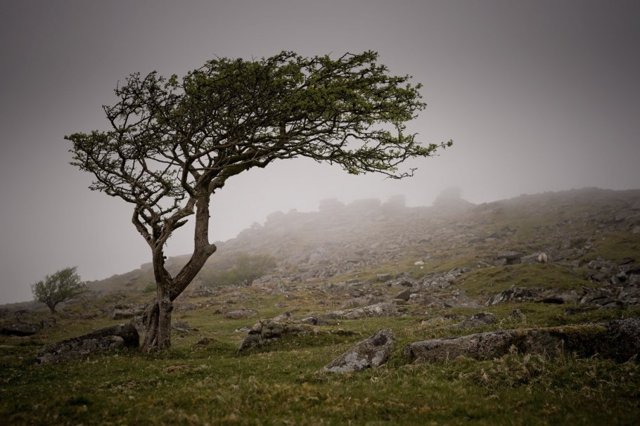 Анчар ветка дерева