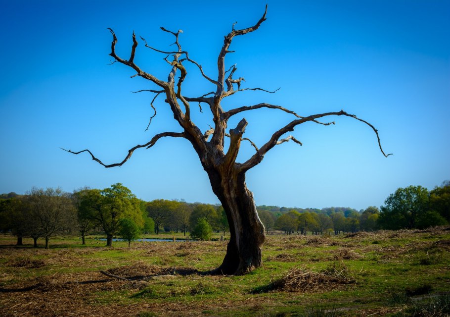 Динамитное дерево
