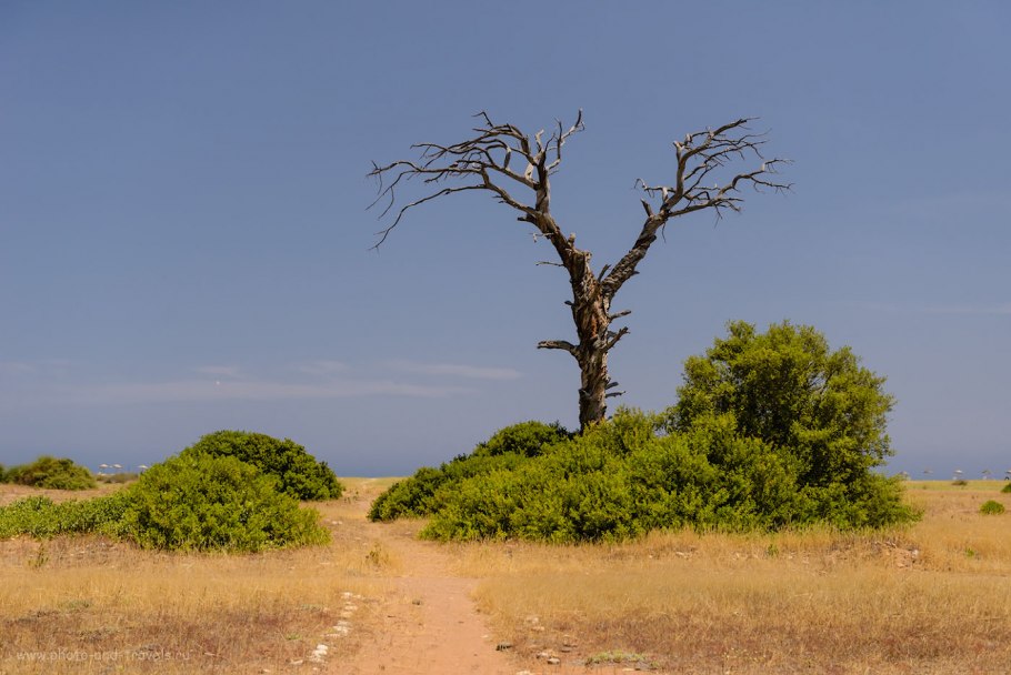 Остров Ява дерево Анчар