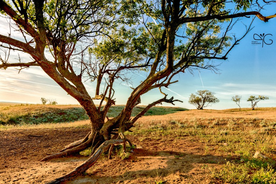 Анчар растение