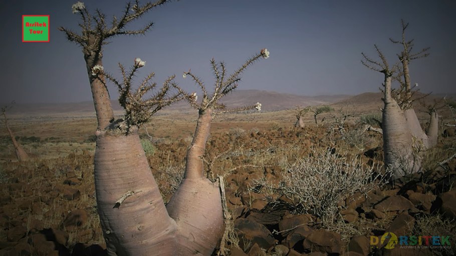 «адениум тучный сокотра