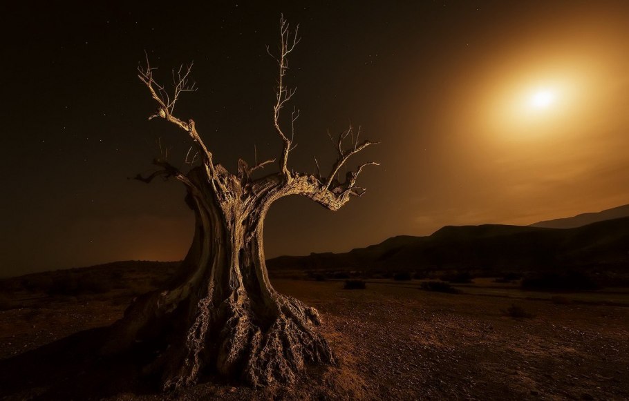 Саванна Калахари дерево