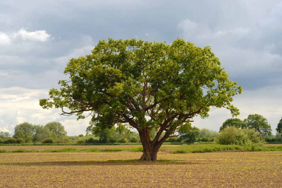 Мертвое дерево