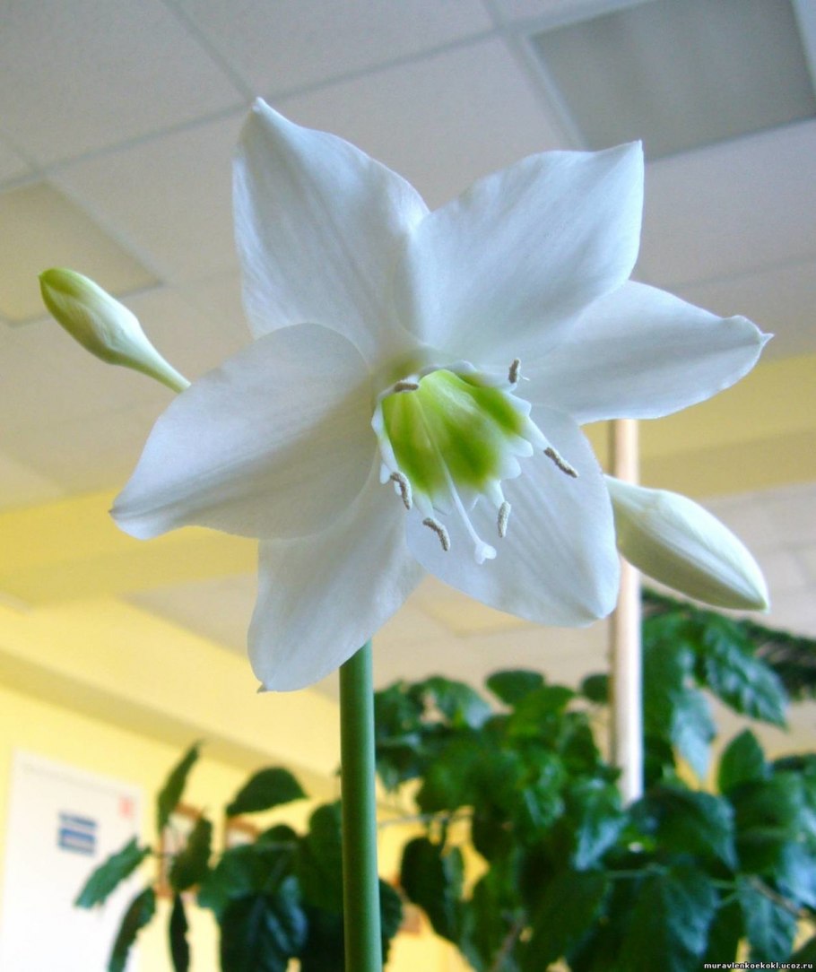 Эухарис Сандера (Eucharis sanderi)