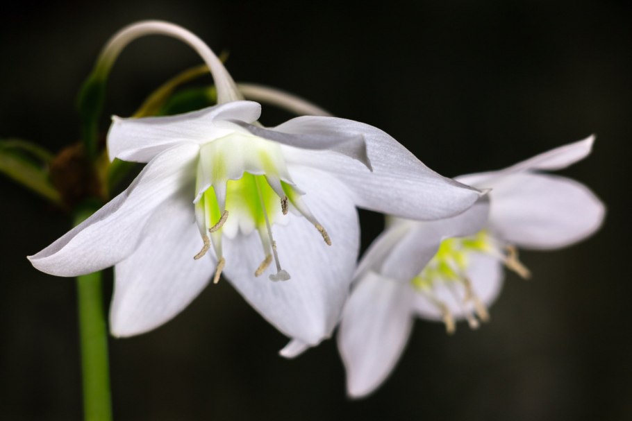 Лилия эухарис