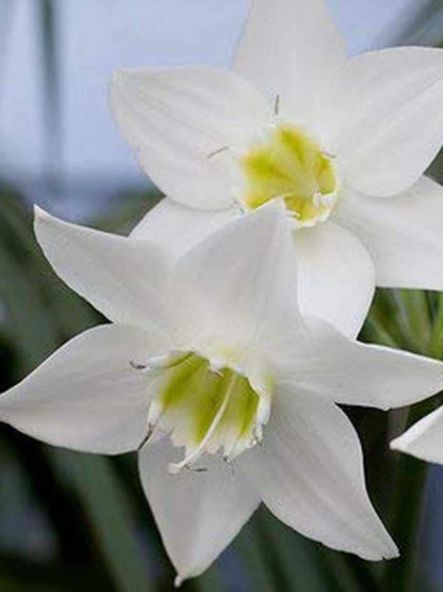 Лилия домашний цветок эухарис