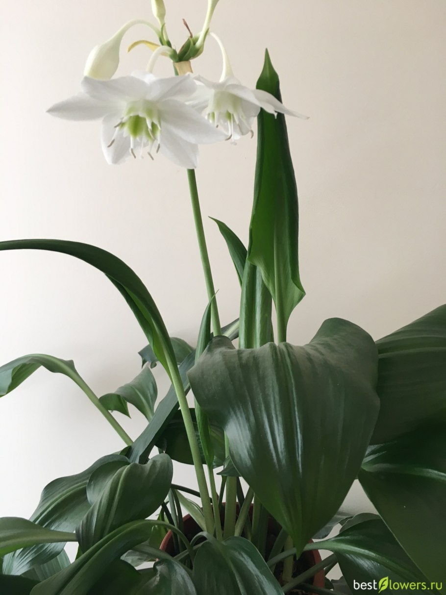 Эухарис Сандера (Eucharis sanderi)