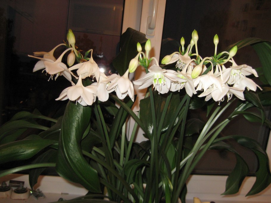 Эухарис Сандера