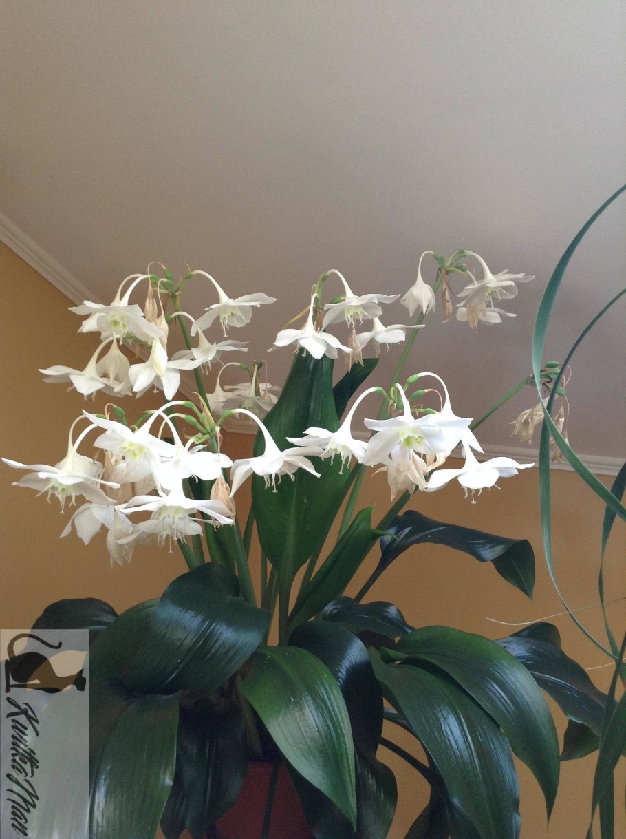 Лилия (Амазонская Лилия эухарис)