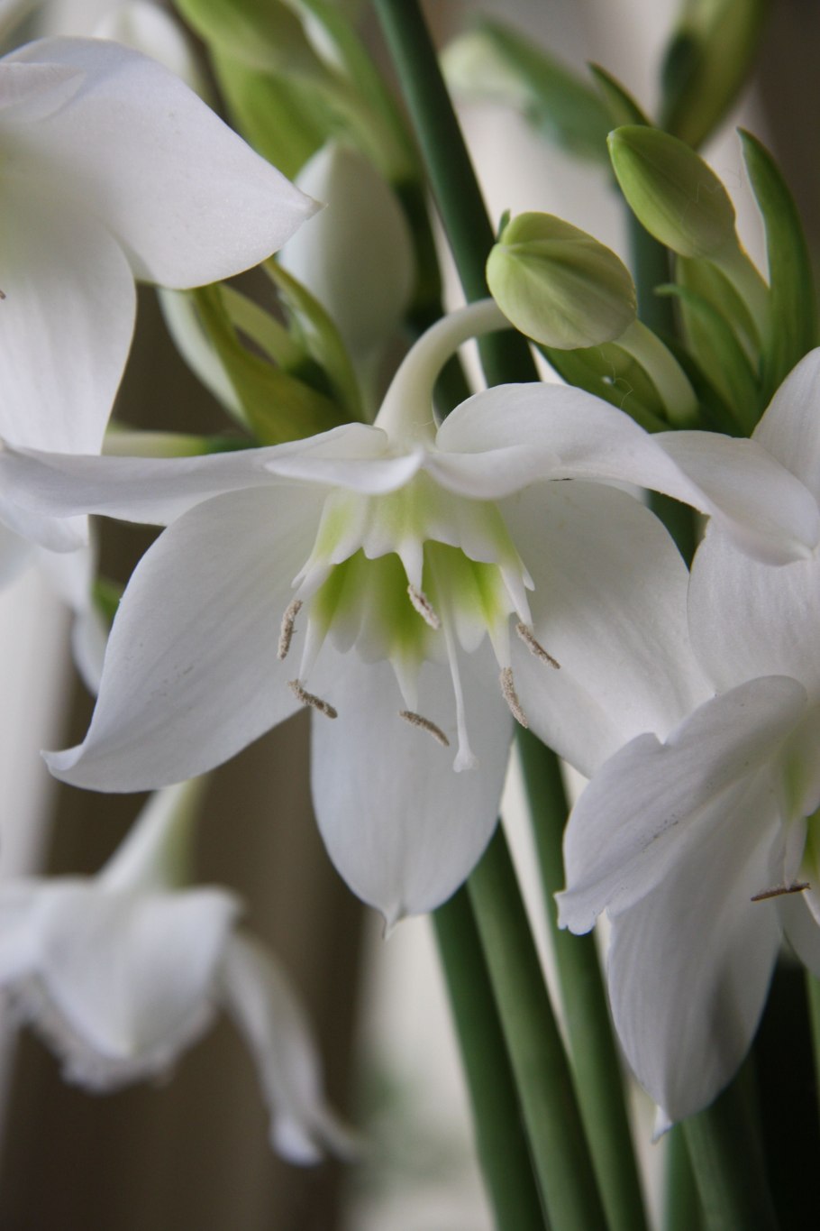 Эухарис амазонский