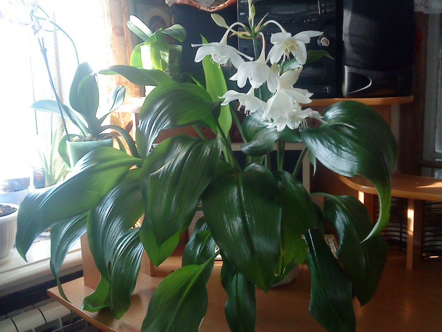 Лилия эухарис