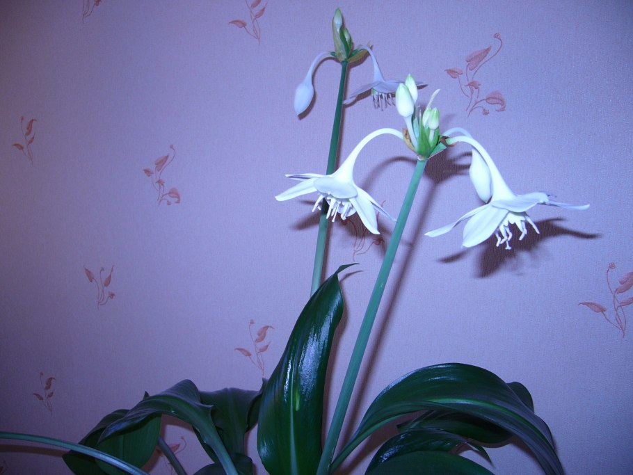 Эухарис Амазонская Лилия