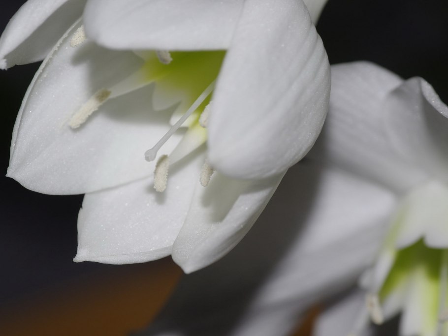 Мини эухарис