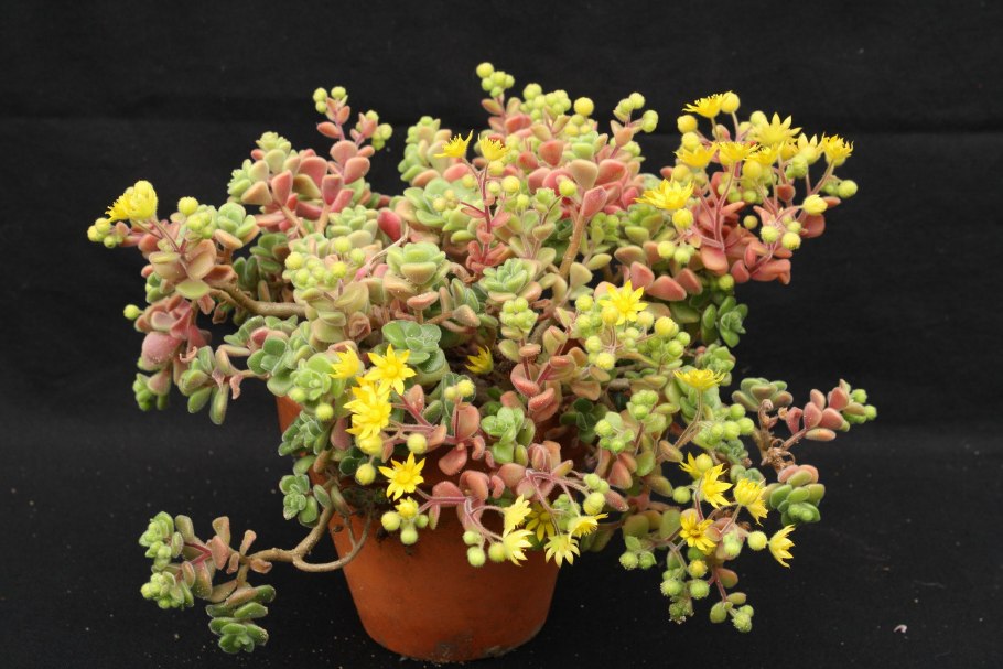 Аихризон бонсай