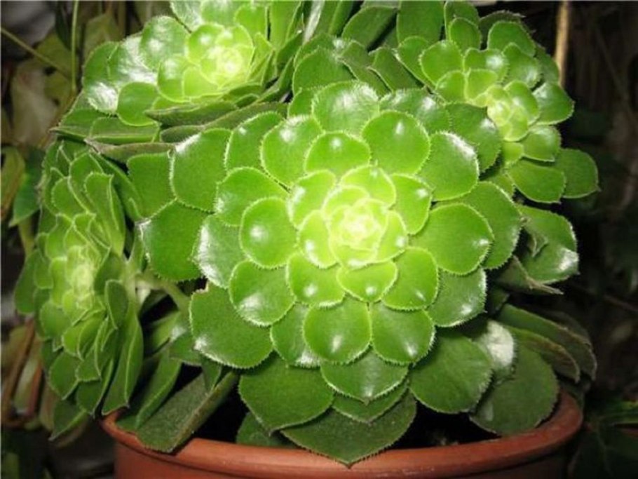 Аихризон дерево