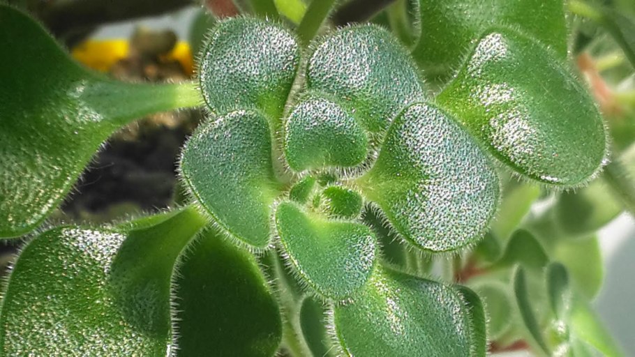 Аихризон дерево любви