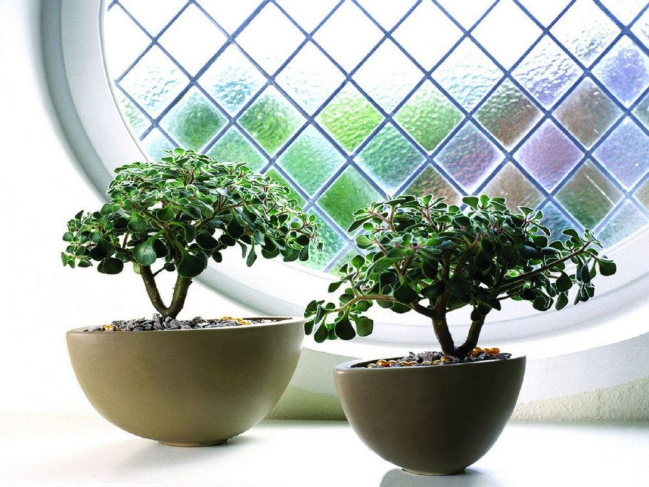 Дерево любви цветок аихризон