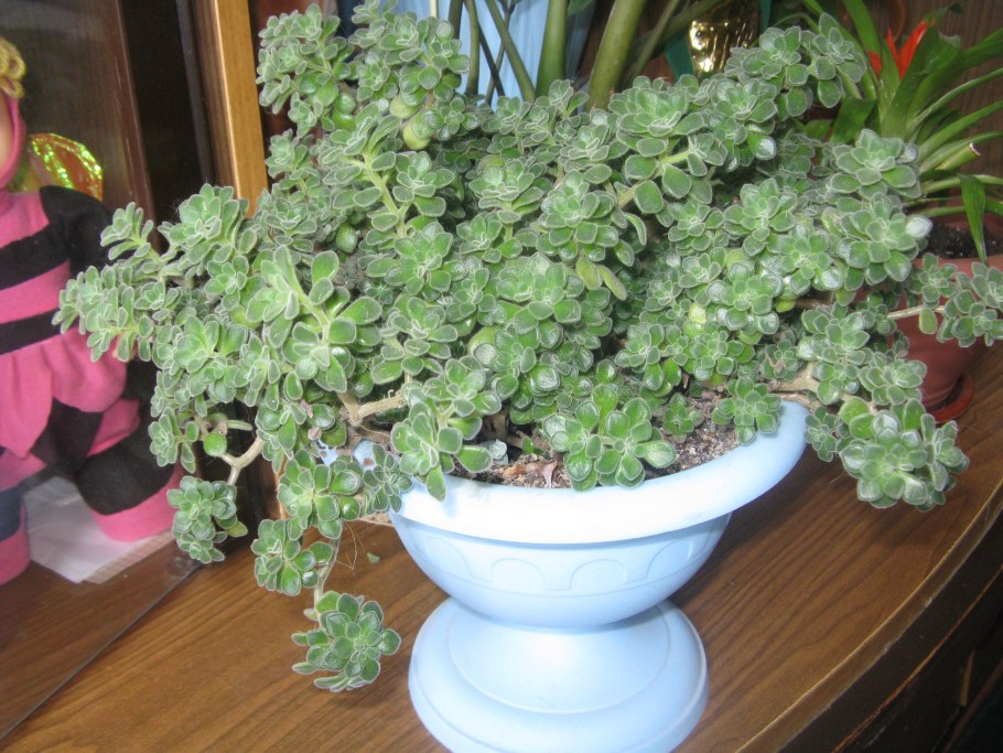 Аихризон бонсай