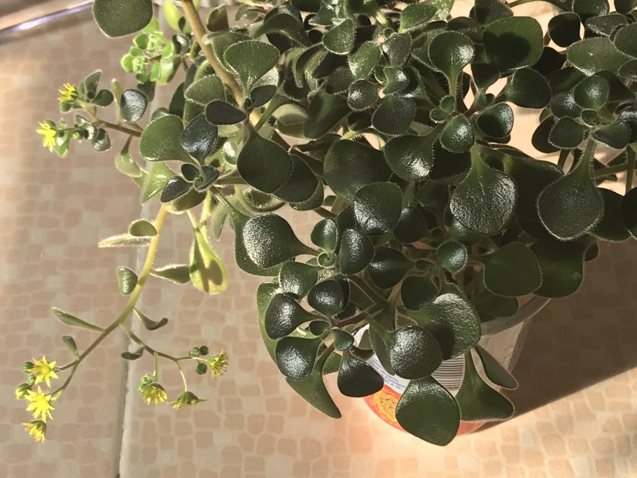 Аихризон мохнатый