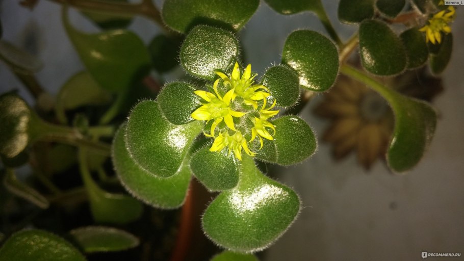 Ампельный аихризон