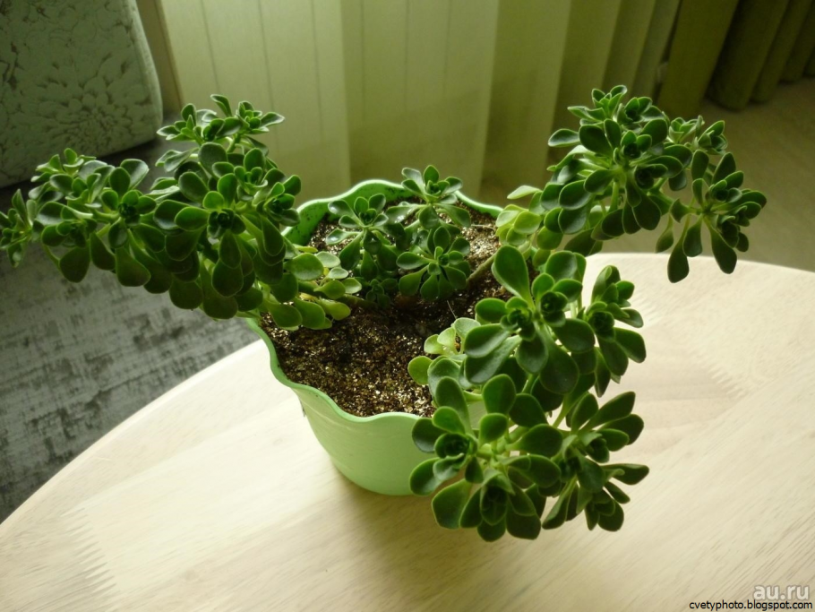 Аихризон цветок комнатный