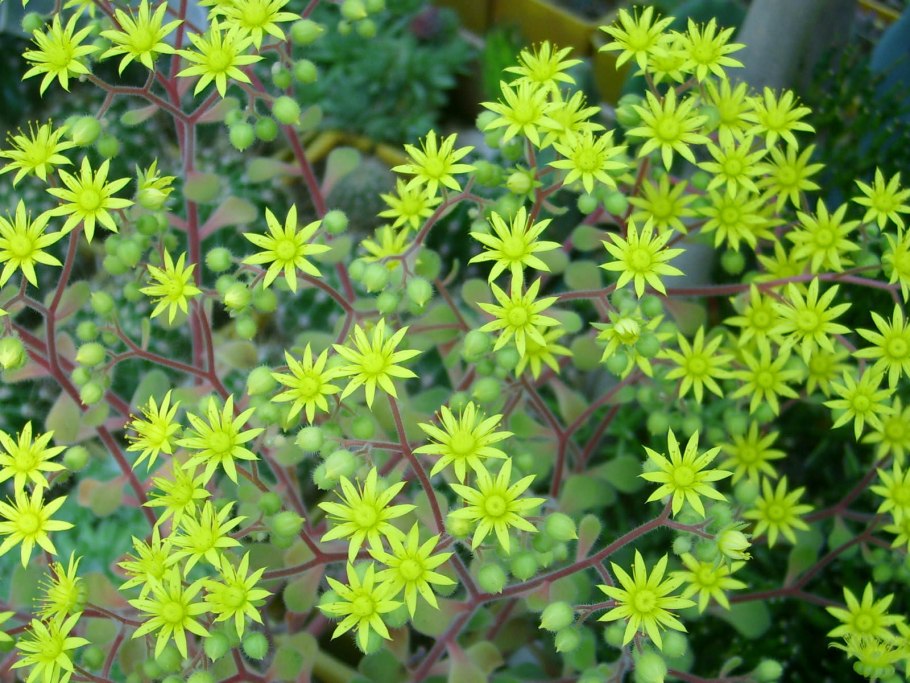 Аихризон бонсай