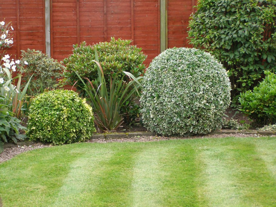 Дерен элегантиссима