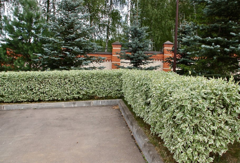 Дерен elegantissima живая изгородь