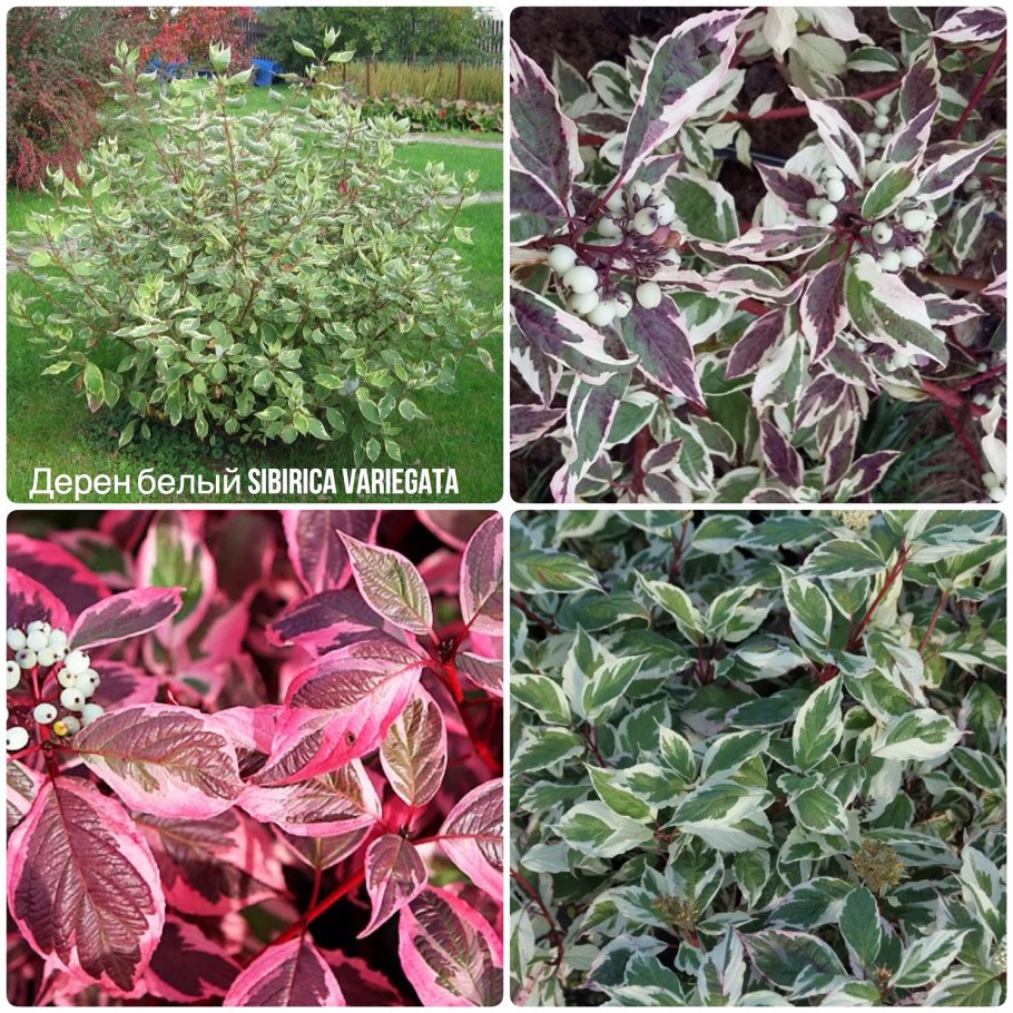 Дерен белый sibirica variegata