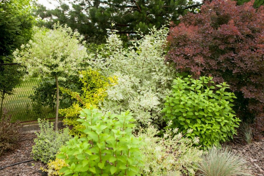 Дерен ауреа элегантиссима