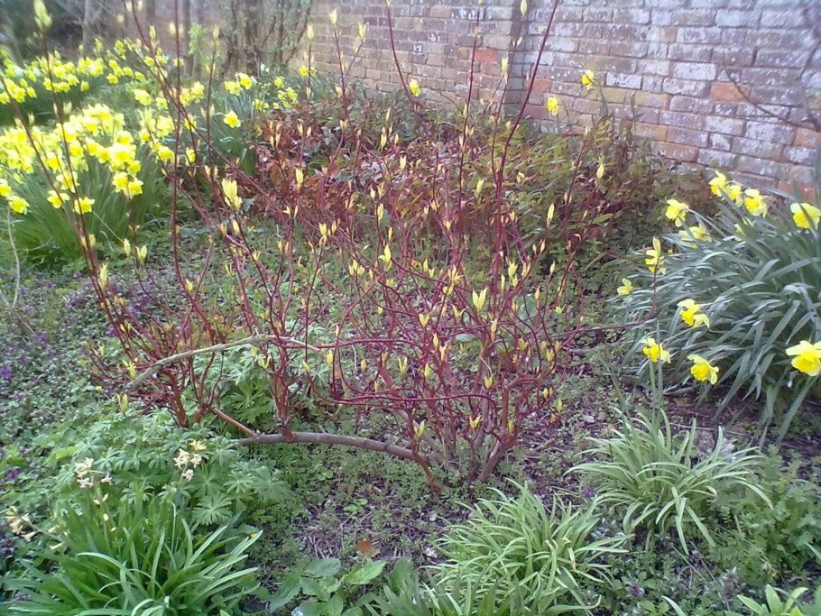 Форзиция после цветения