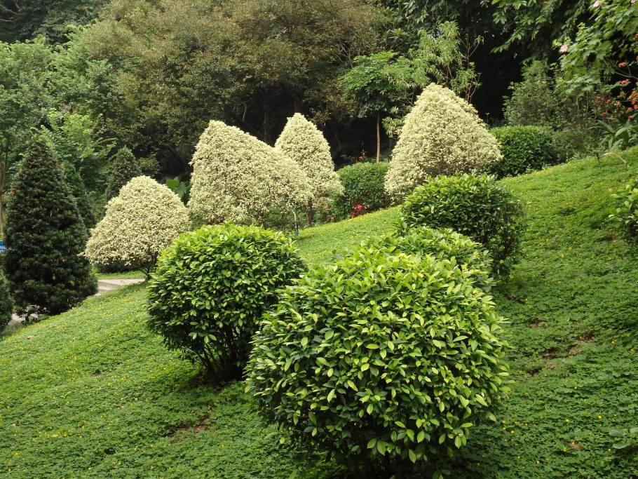 Бирючина ауреа