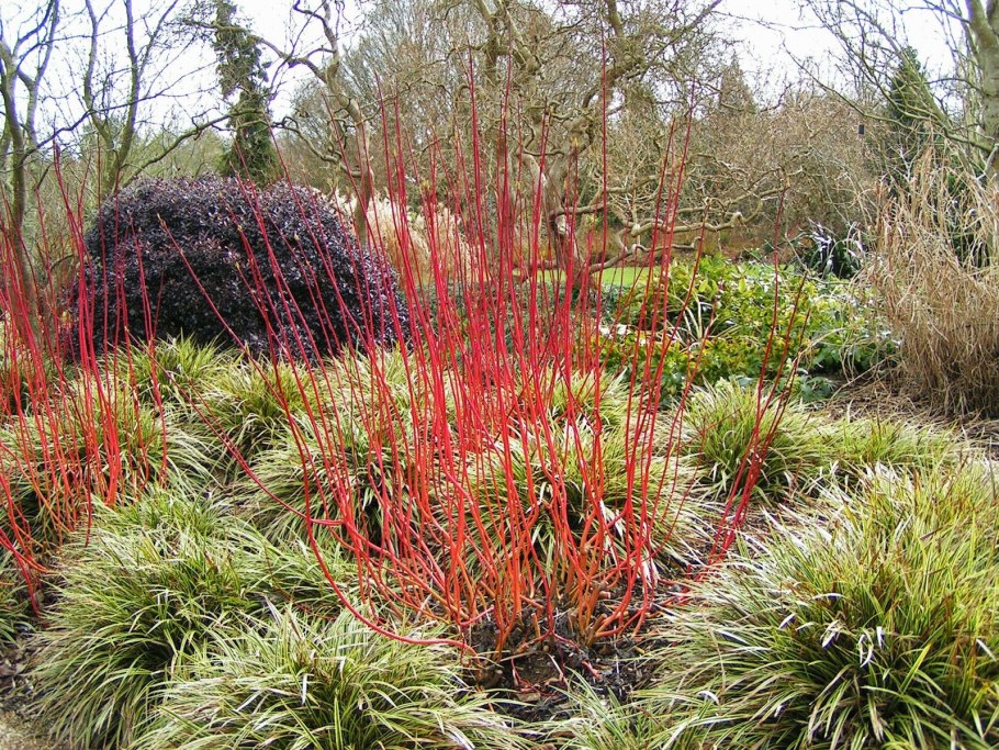 Дерен кроваво красный cornus sanguinea
