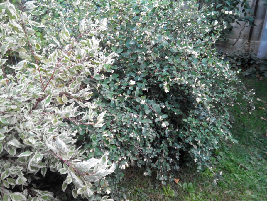 Дерен снежноягодник