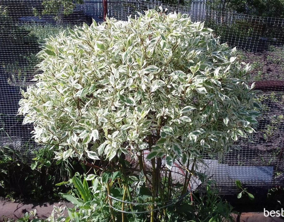 Дерен белый elegantissima