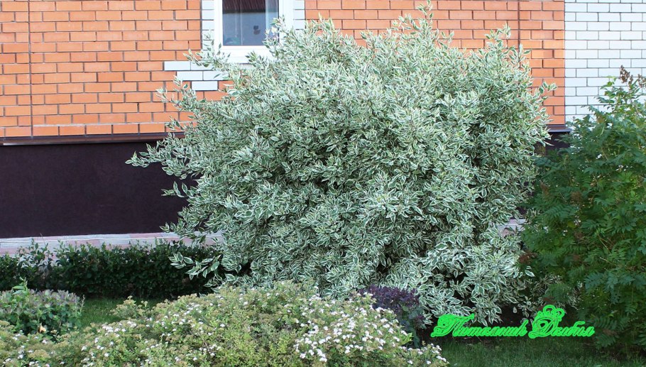 Дерен альба элегантиссима