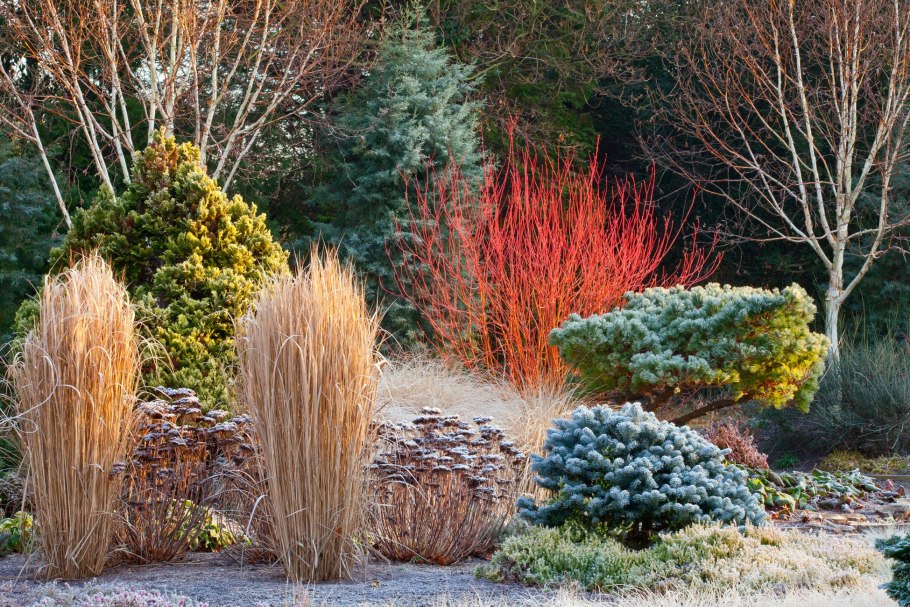 Дерен винтер оранж