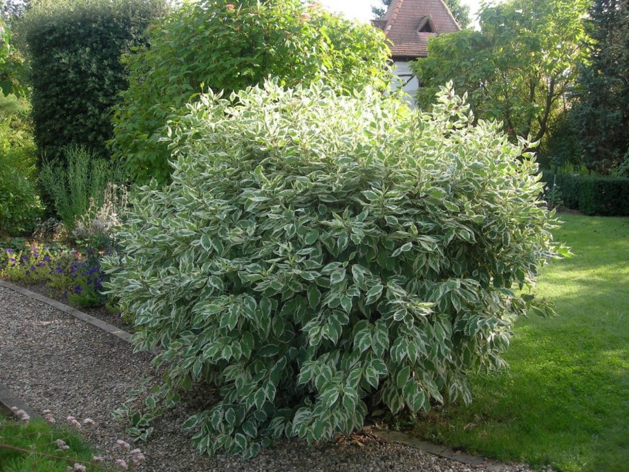 Дерен белый айвори хало