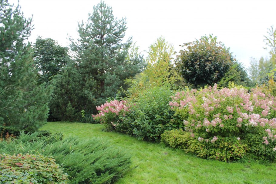 Дерен гортензия и спирея