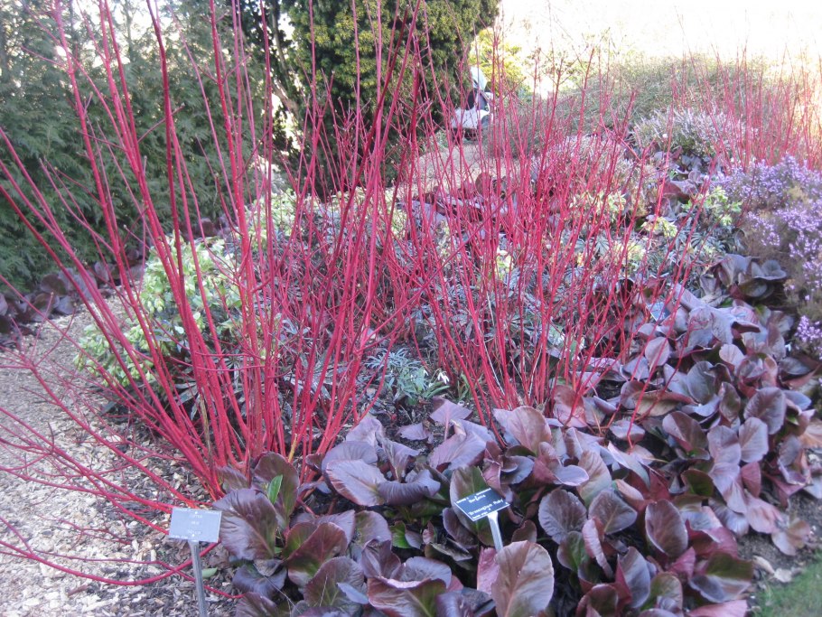 Дерен кроваво красный