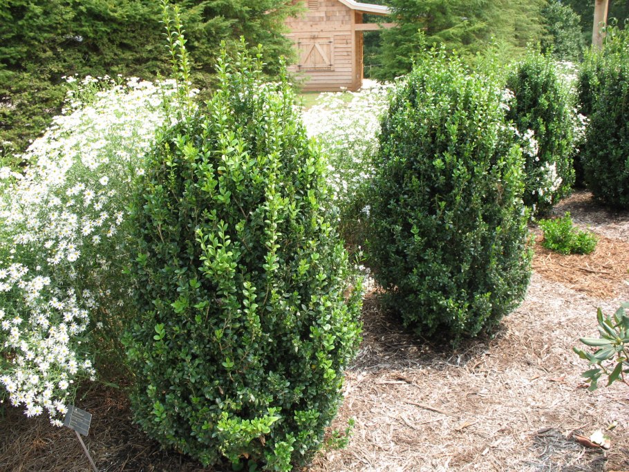 Самшит — Buxus colchica