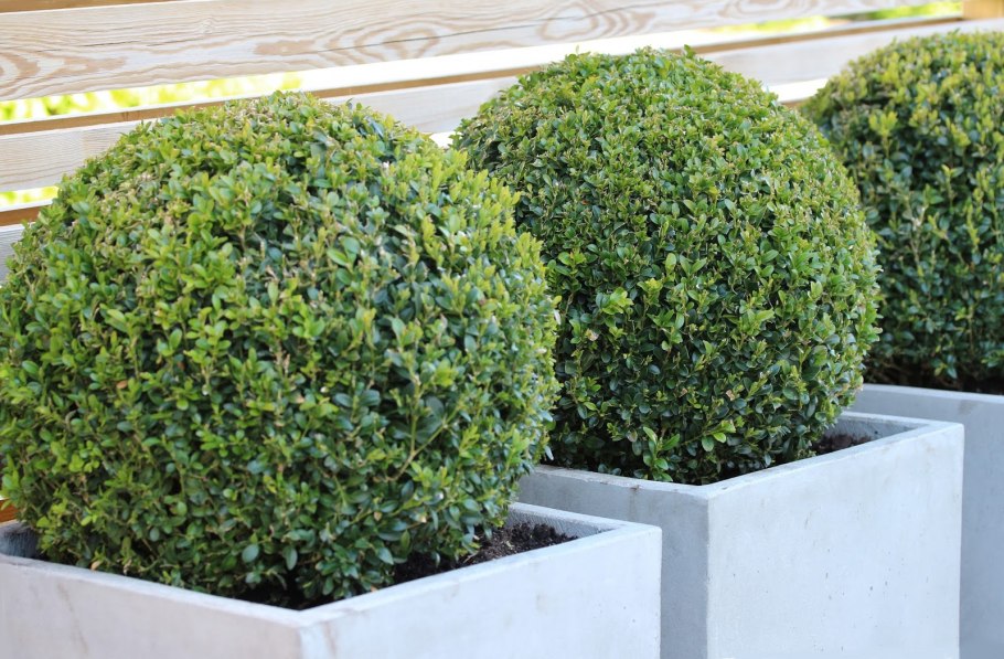 Самшит мелколистный Buxus