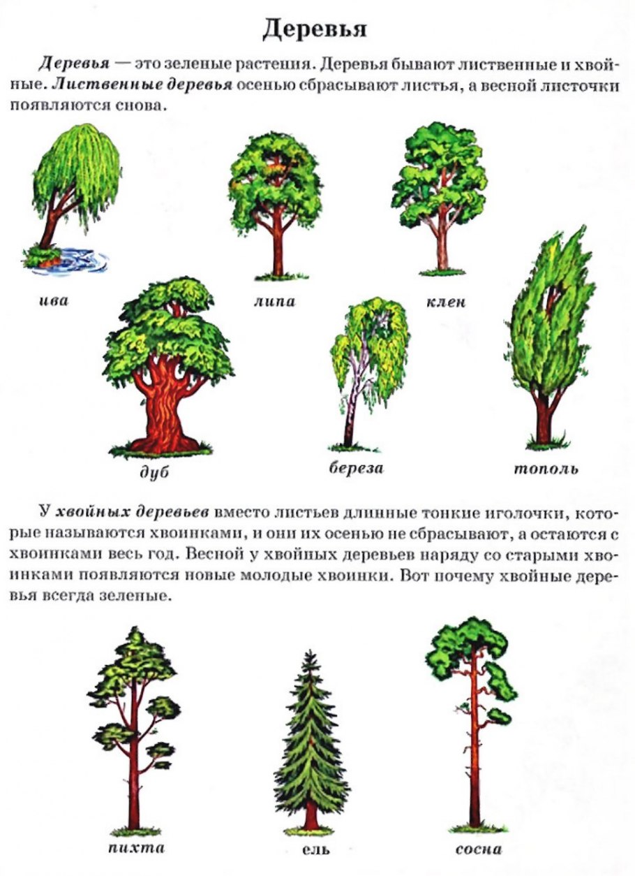 Лиственные и хвойные деревья задания для дошкольников