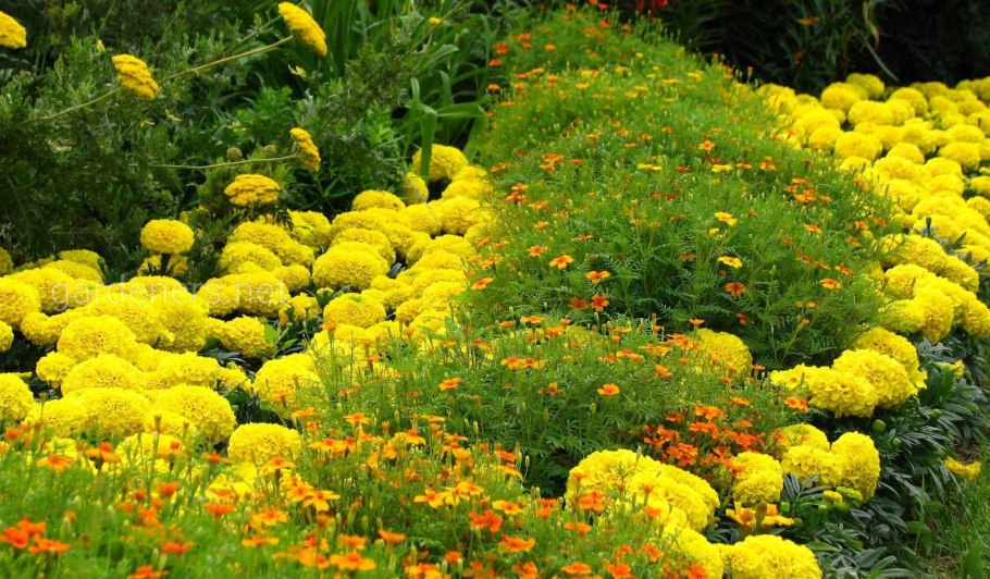 Бархатцы многолетние низкорослые