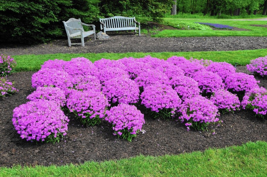 Флокс шиловидный на клумбе