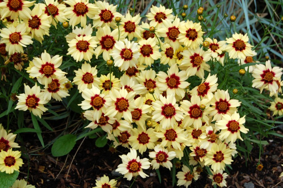 Однолетки засухоустойчивые