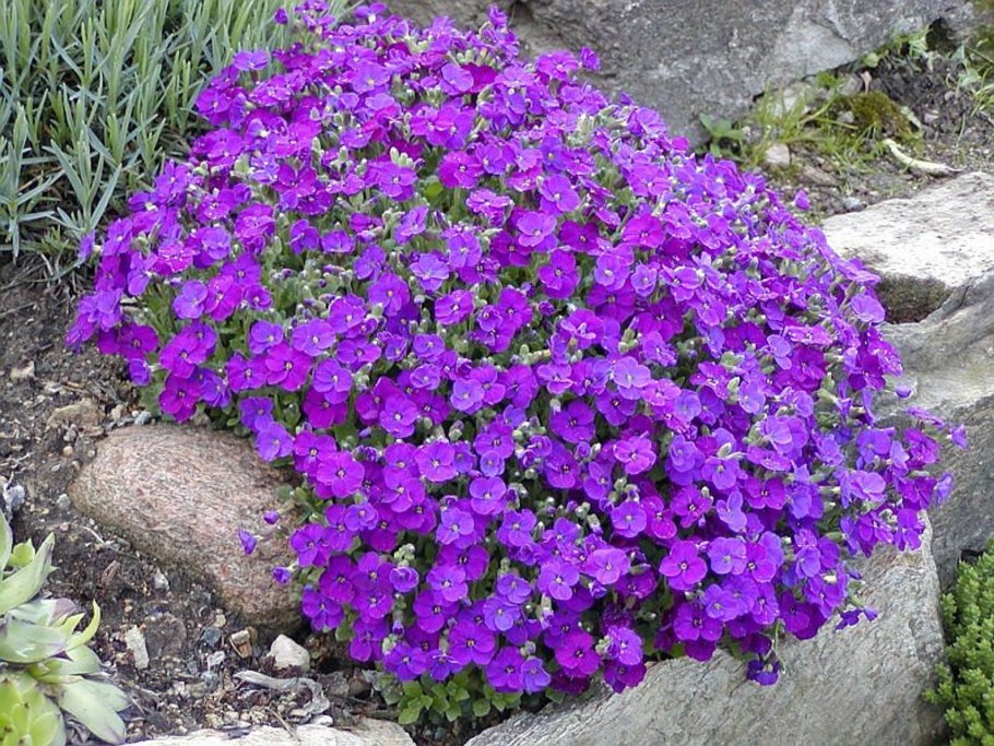 Aubrieta deltoidea Обриета дельтовидная