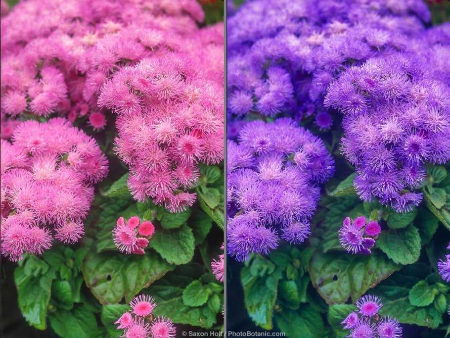 Агератум однолетник